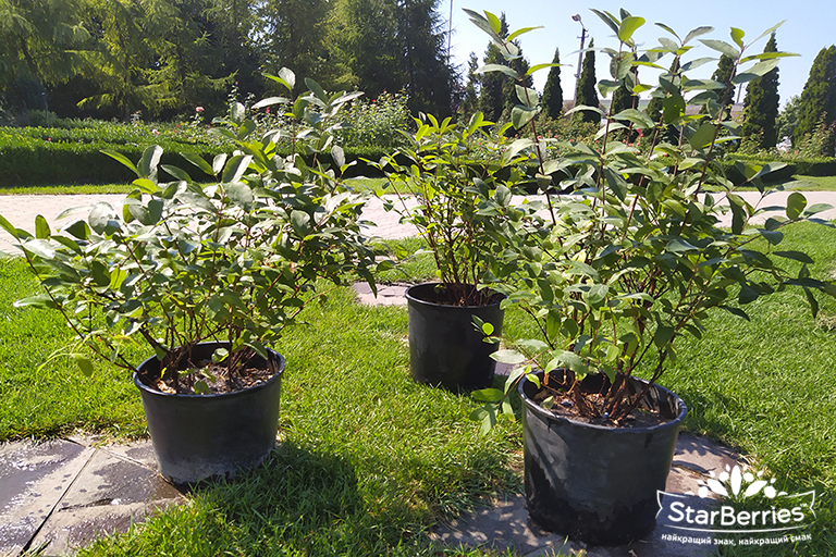 HONEYSUCKLE SEEDLINGS FOR SALE!!!