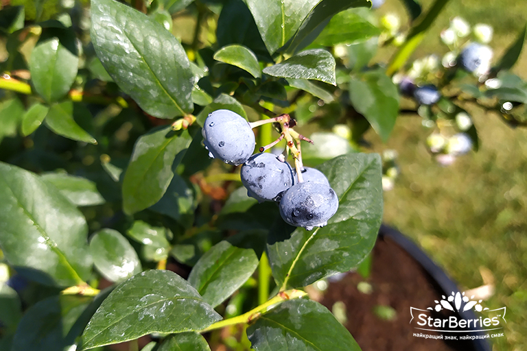 BLUEBERRY SEEDLINGS FOR SALE!!!